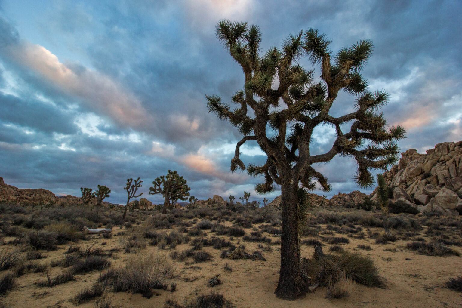 I Heart Ugly Nature | The Common