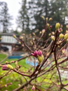 Two pink buds peek out of a tangle of bare branches, set against an overcast sky. 