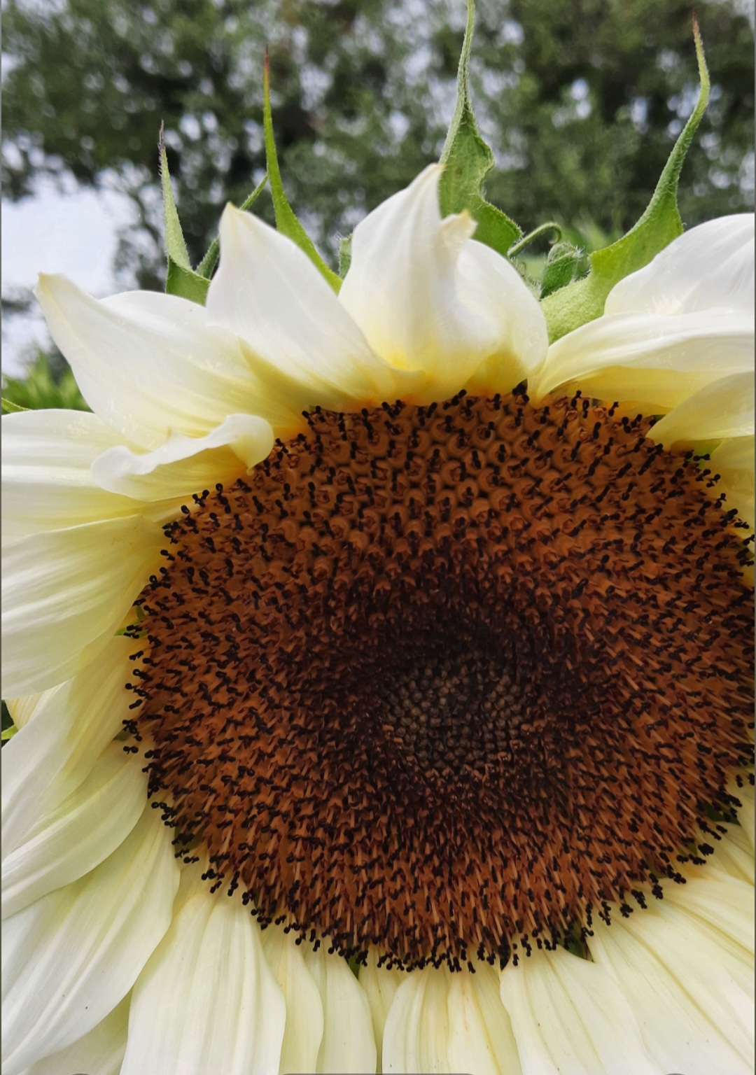 Image of a sunflower head