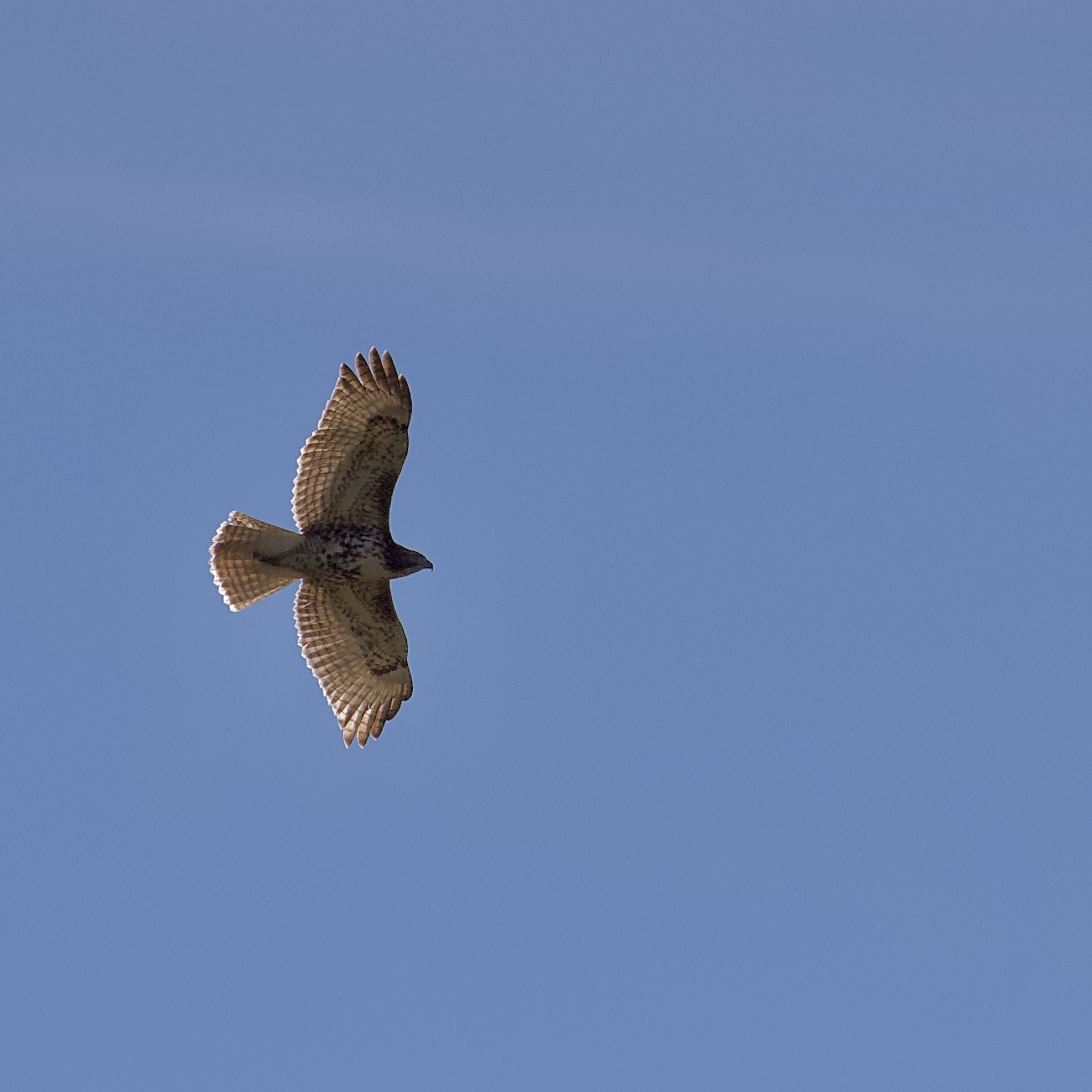 Image of hawk in sky