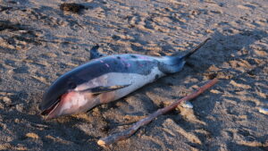 Dolphin on the beach