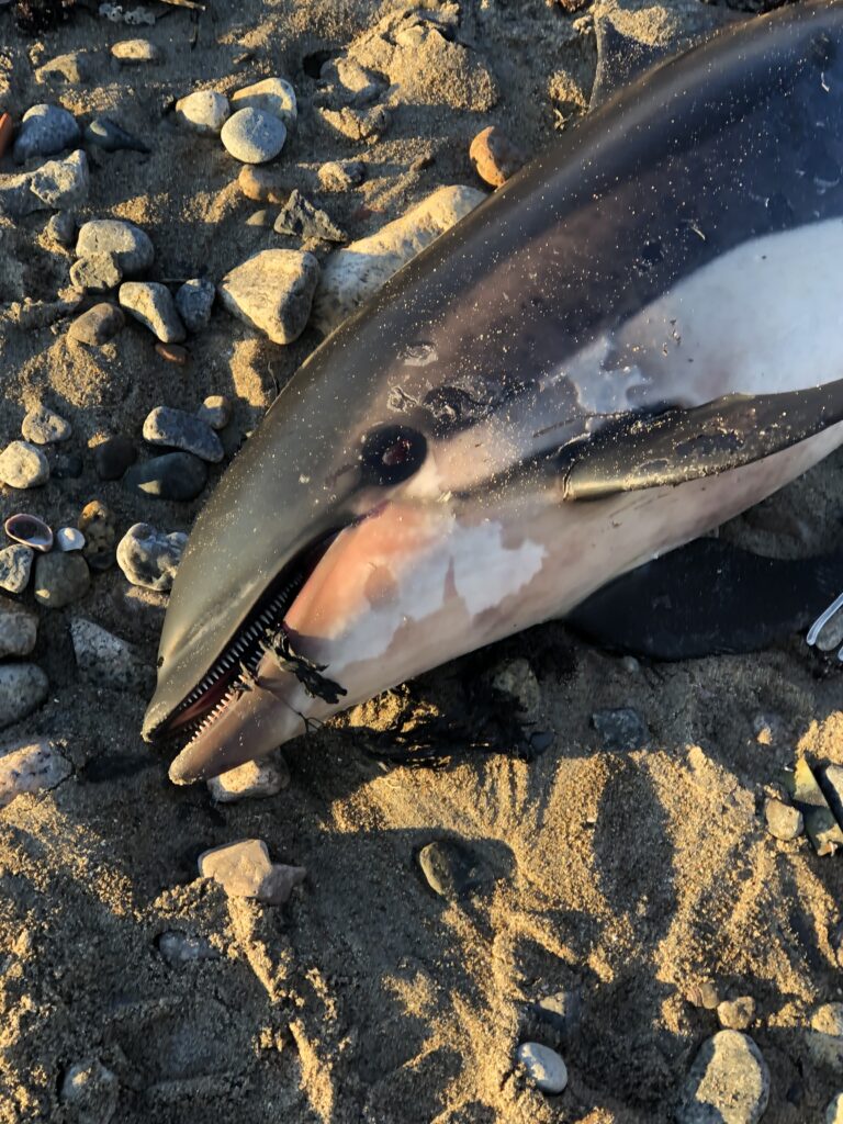 Dolphin in the sand