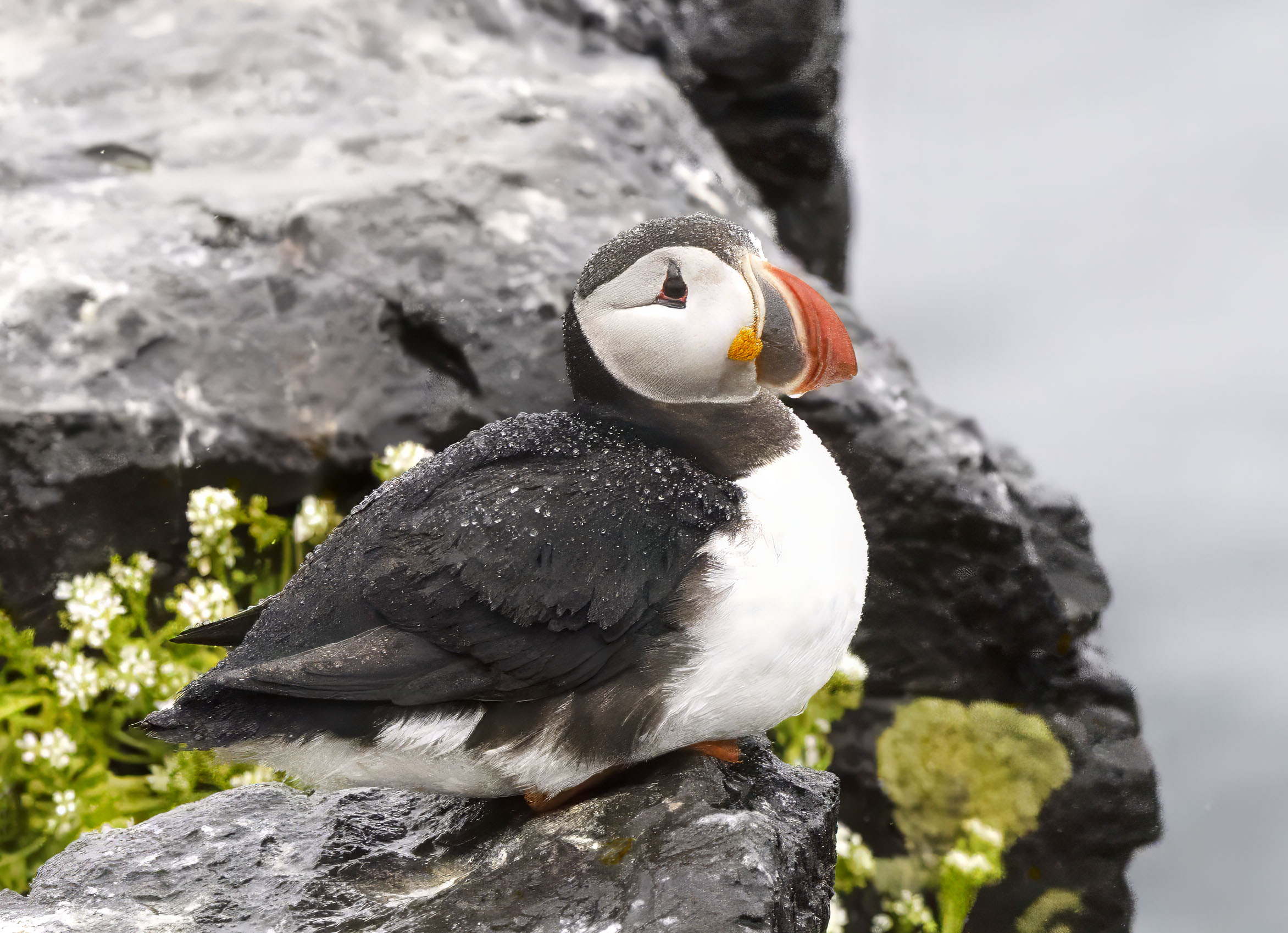 puffin sitting down on rock ledge with moss