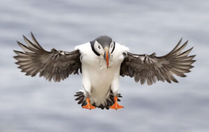 puffin flying with wings outspread