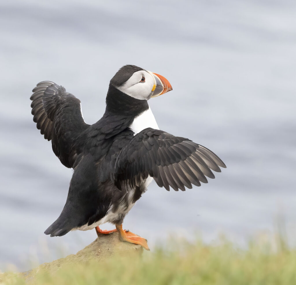 puffin spreading its wings