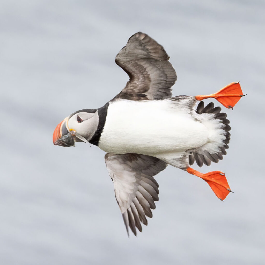 puffins flying with wings spread