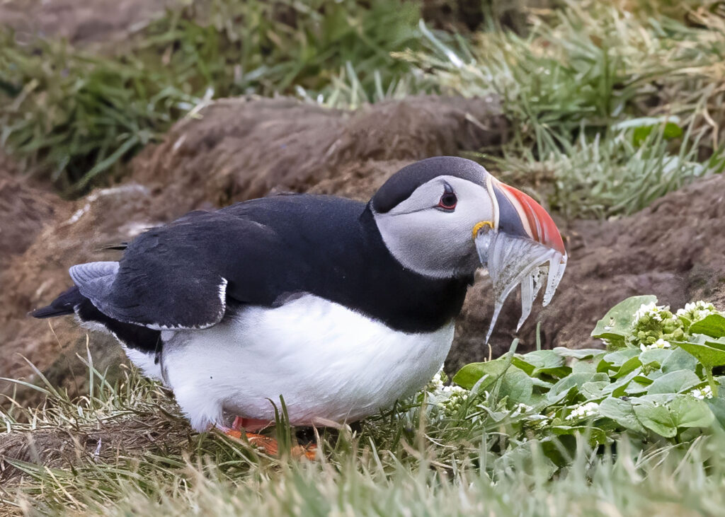 puffin on grass with mouthful of fish