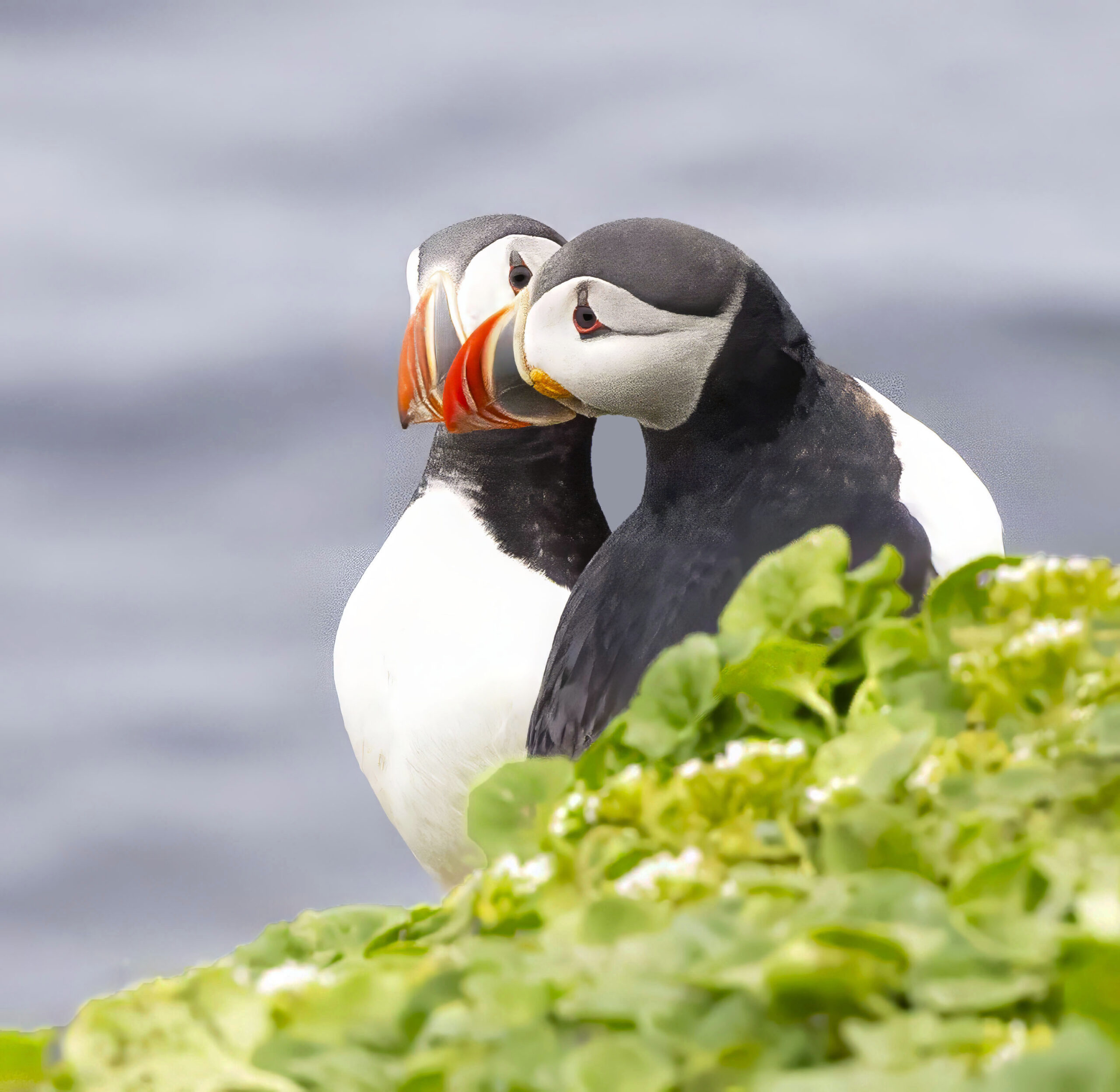 two puffins next to each other with beaks touching