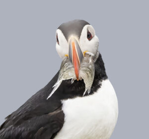 front puffin face with fish in its beak