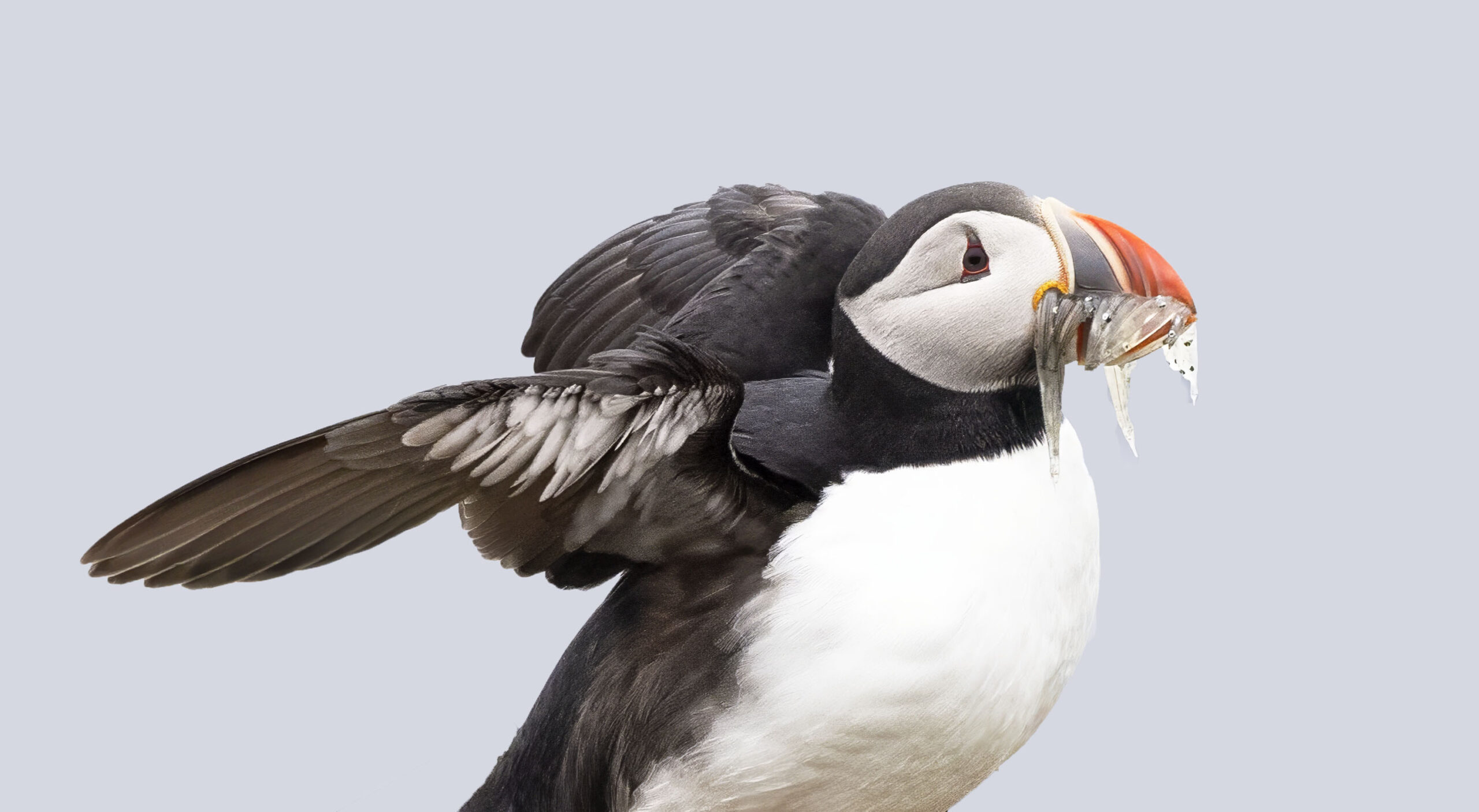 puffin stretched out and walking