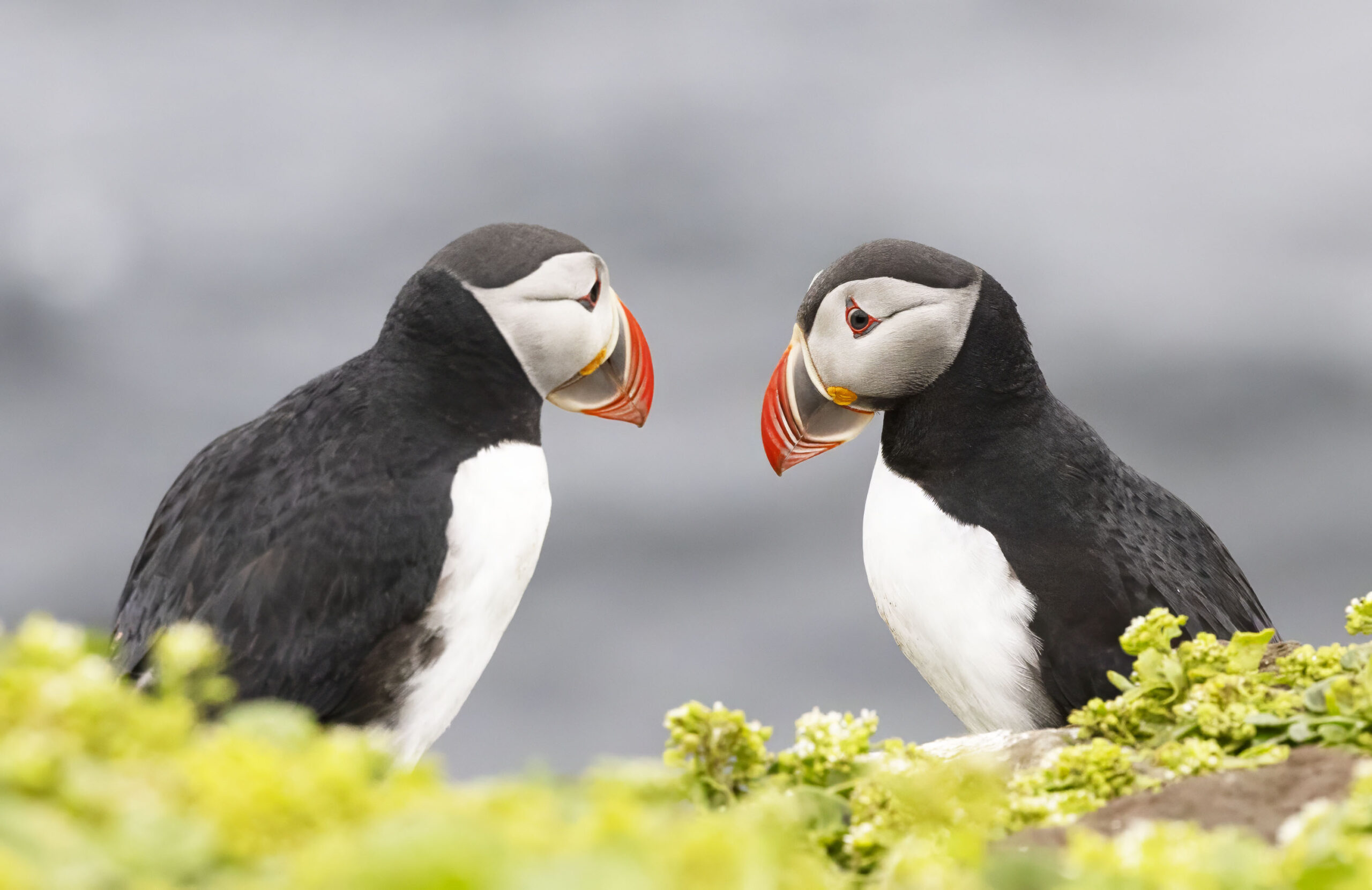 two puffins looking at each other