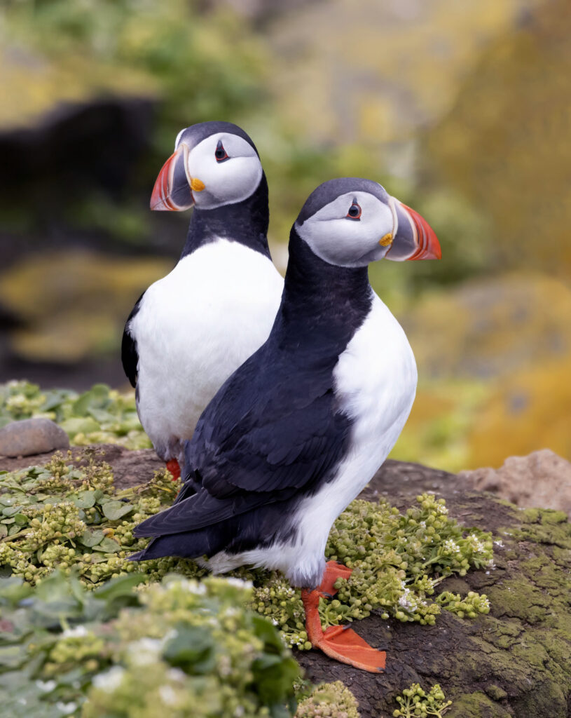 two puffins on a green background