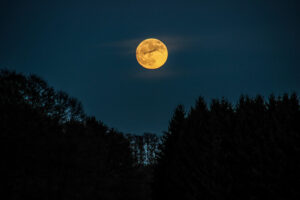 A yellow moon shines over the dark silhouttes of trees.