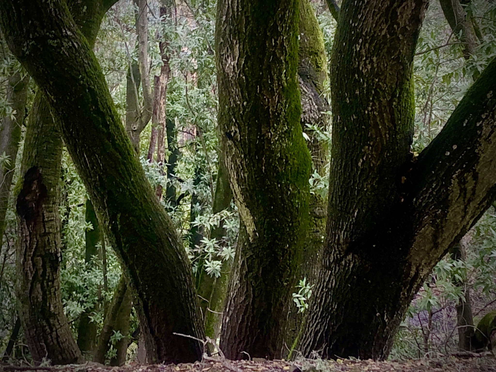 twisting tree trunks with moss