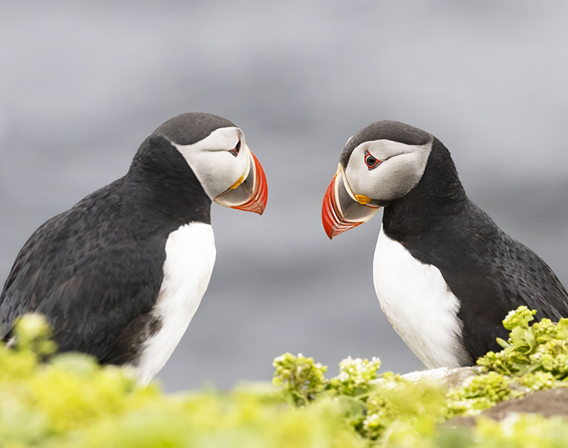 two puffins facing each other in front of a gray rock background