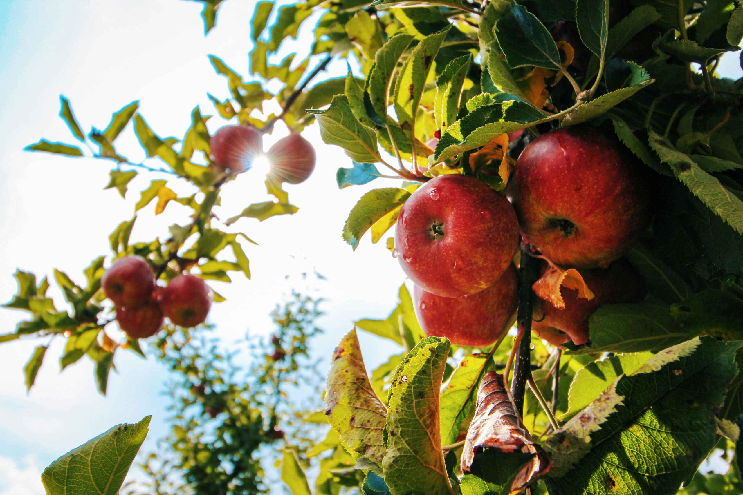 Apple tree in front of the sun