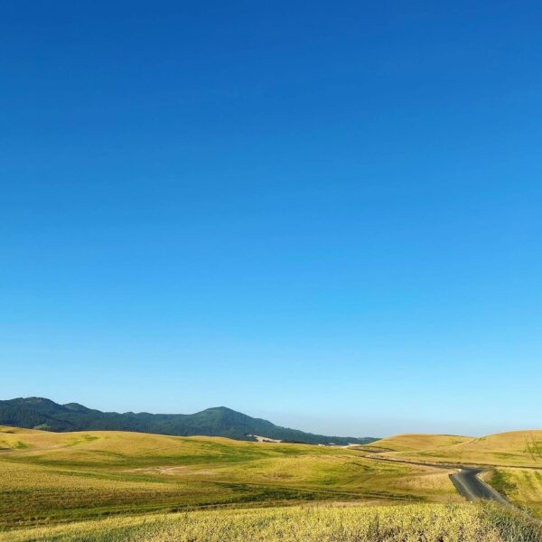 yellow hills and clear blue sky