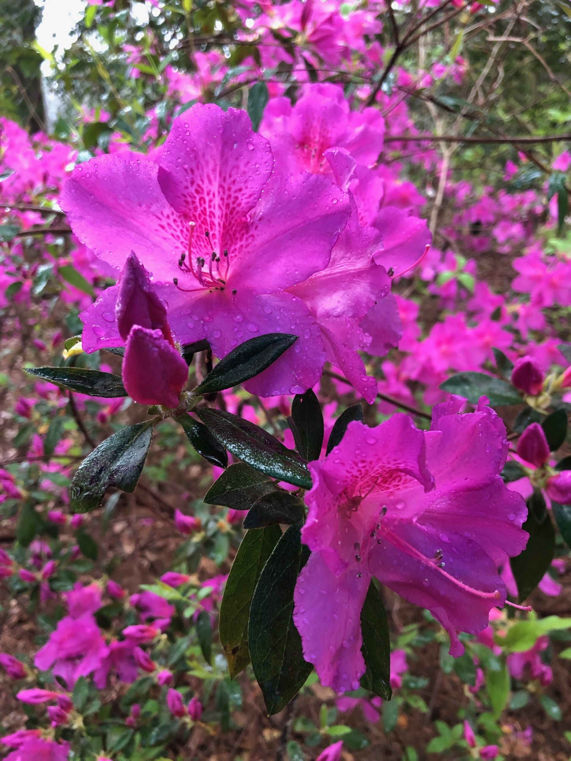 Purple flowers & arboretums in in Daisy State Park