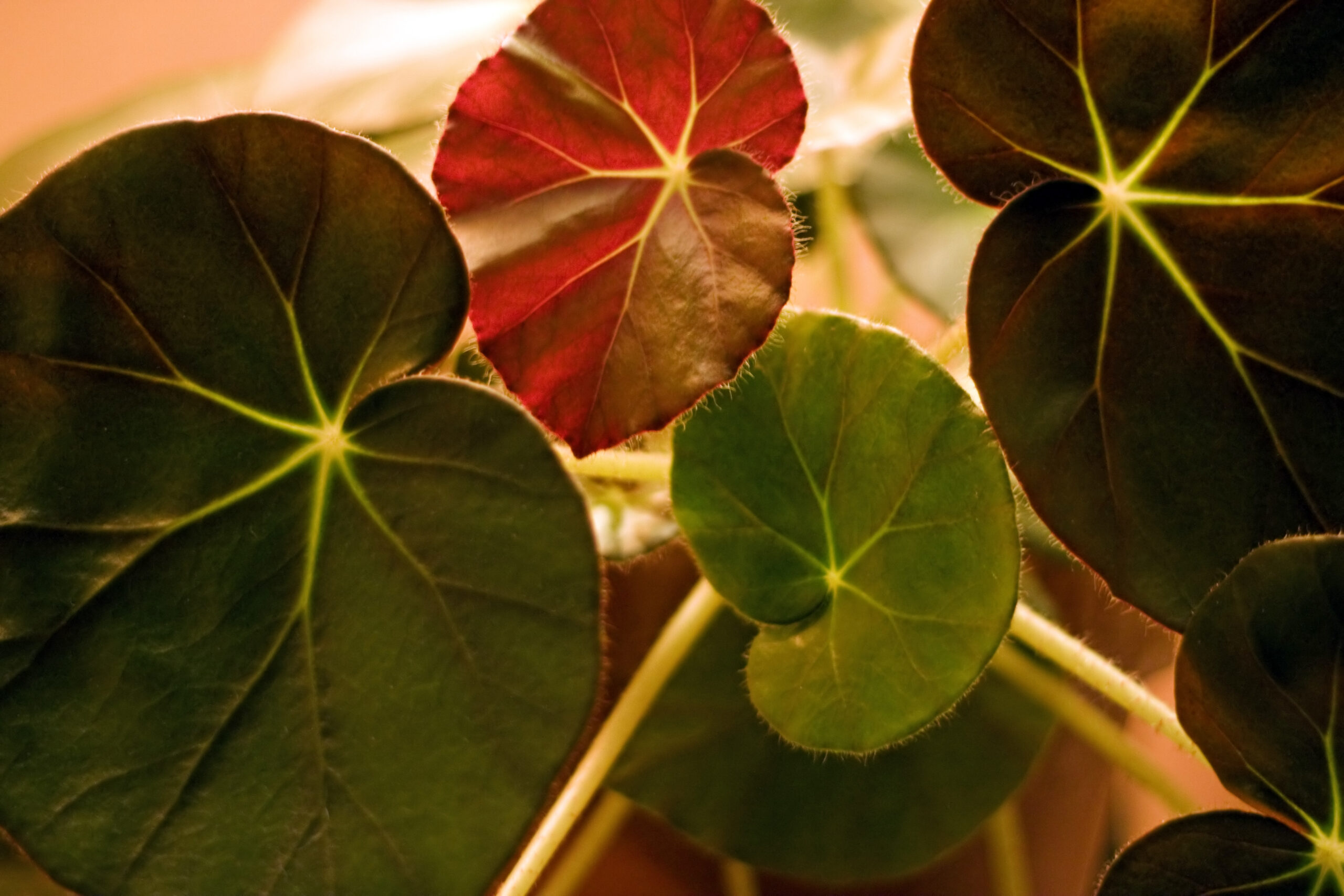 A photograph of houseplant leaves in colors both green and red.