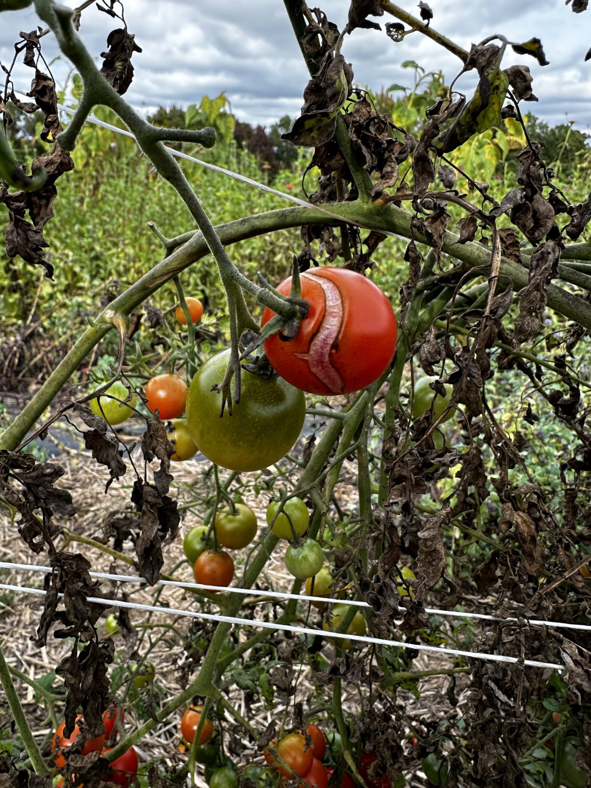 Tomato on tomato plant