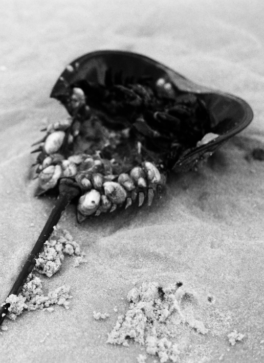 A horseshoe crab on the sand