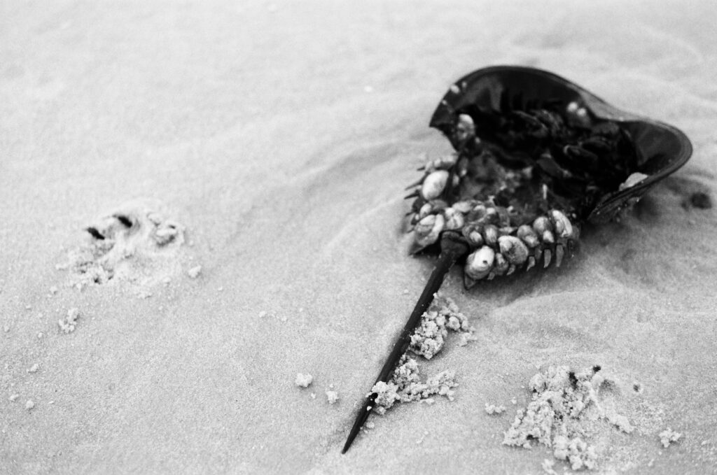 A horseshoe crab