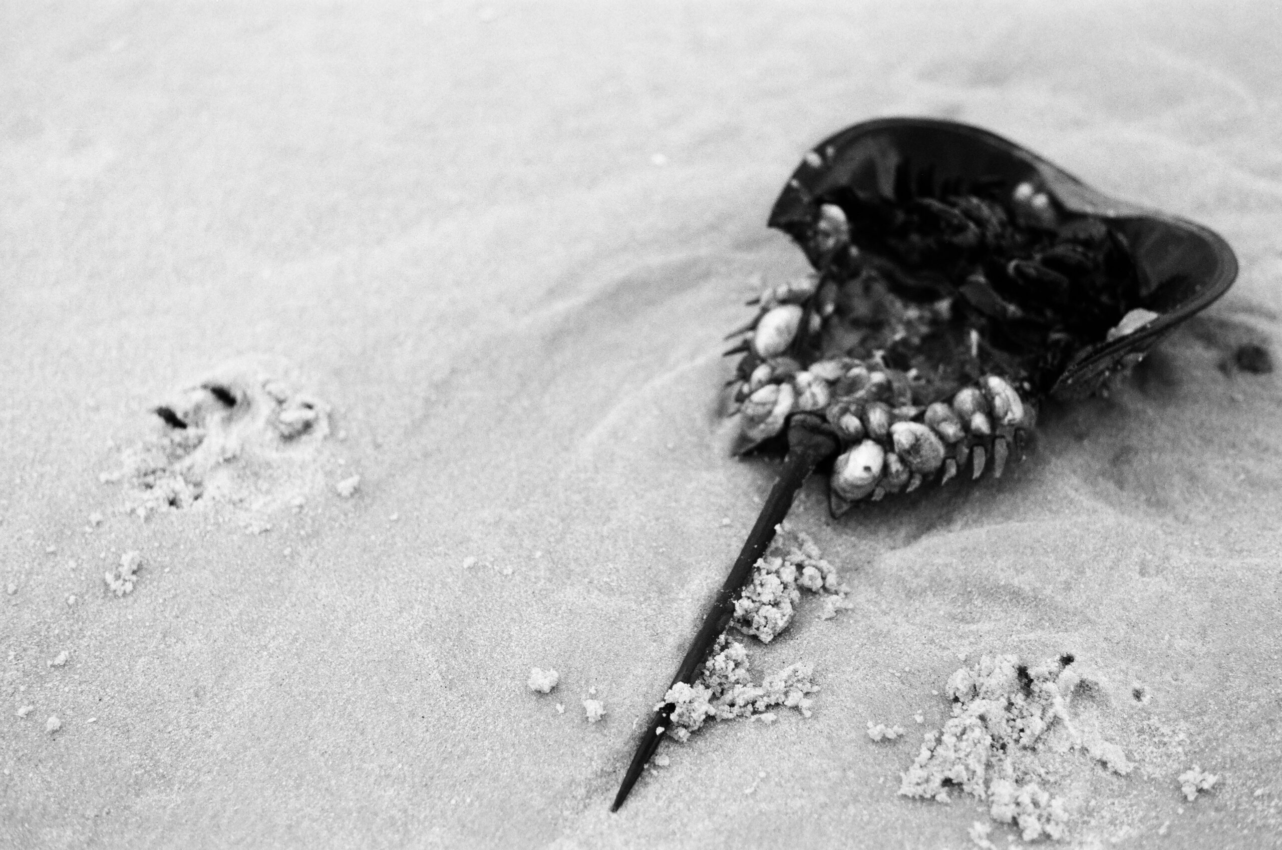 A horseshoe crab