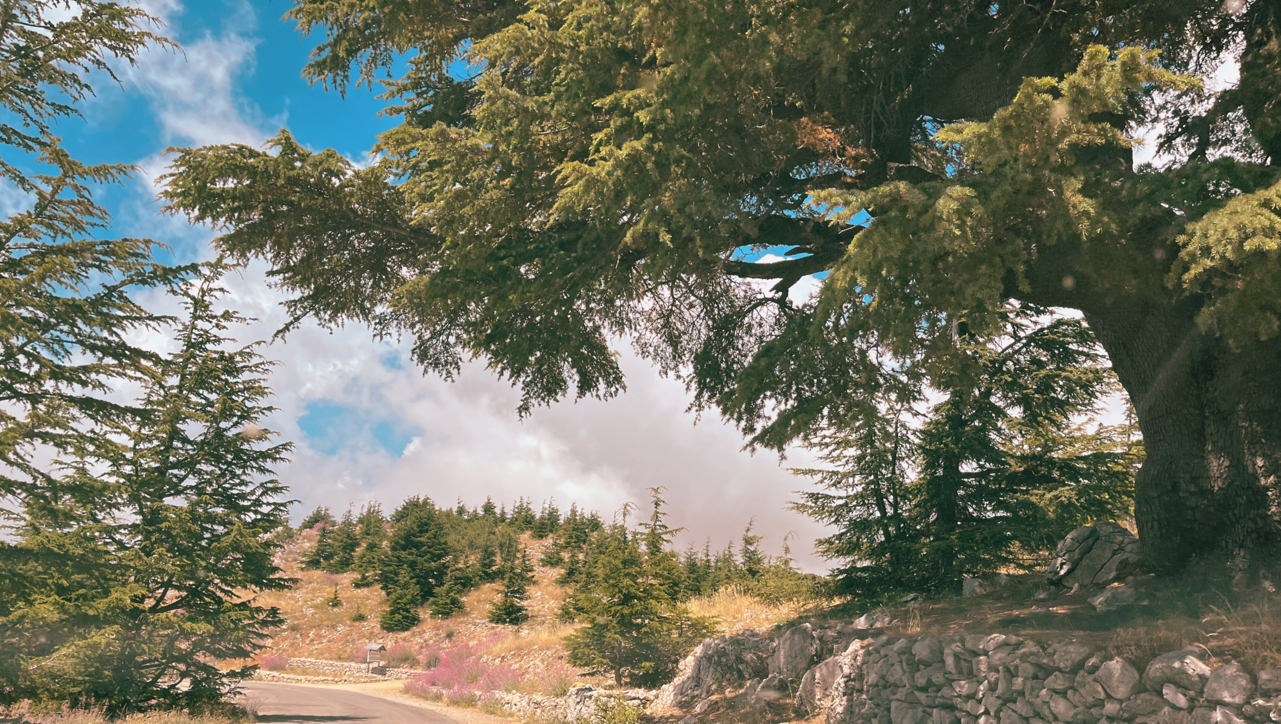 Image of cedar trees 
