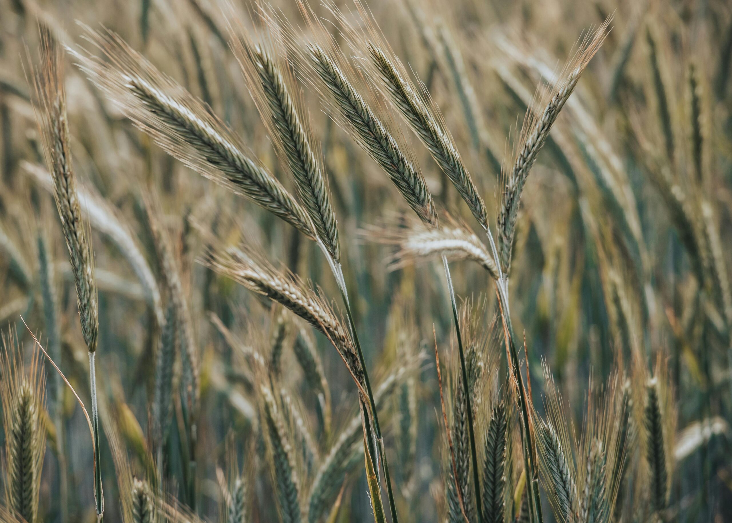 Close-up of a field of rye