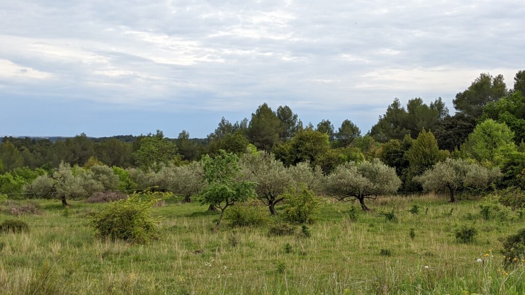 field with trees