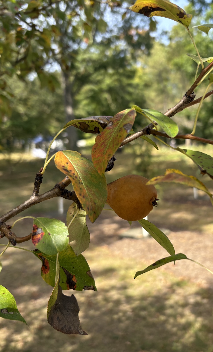 Pear hangs on a tree