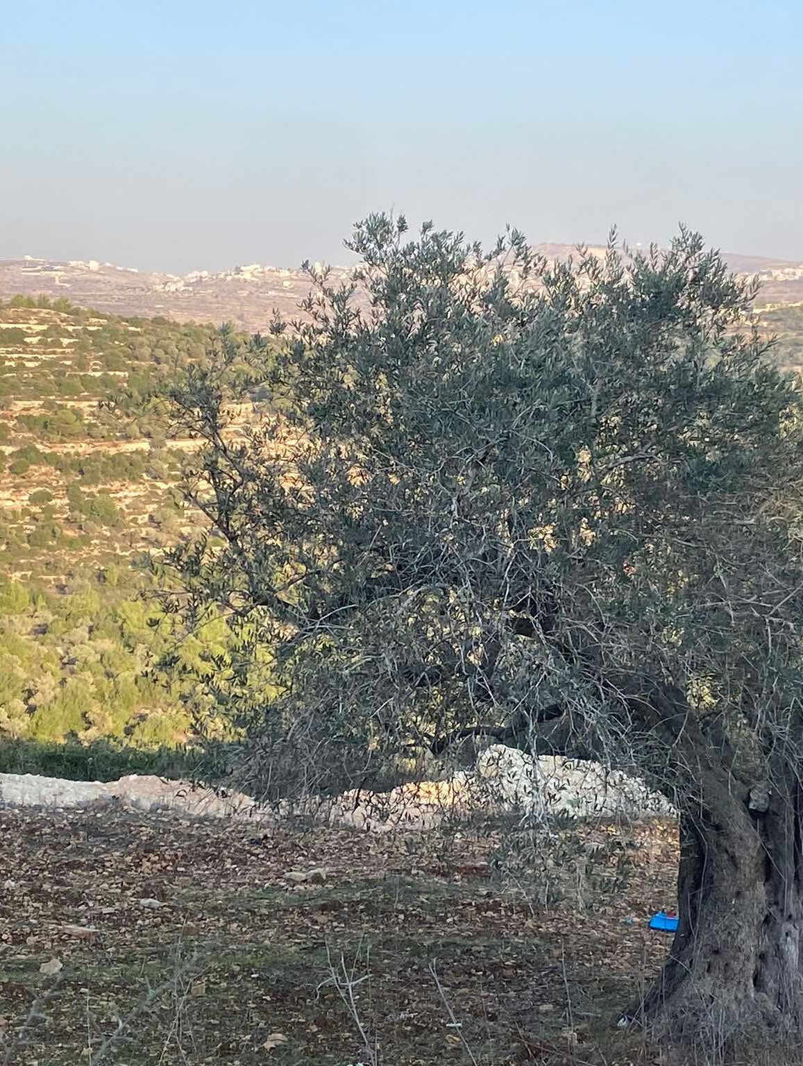Two Poems by Dalia Taha, translated by Sara Elkamel
