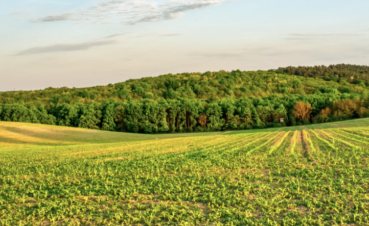 A sunny agricultural field