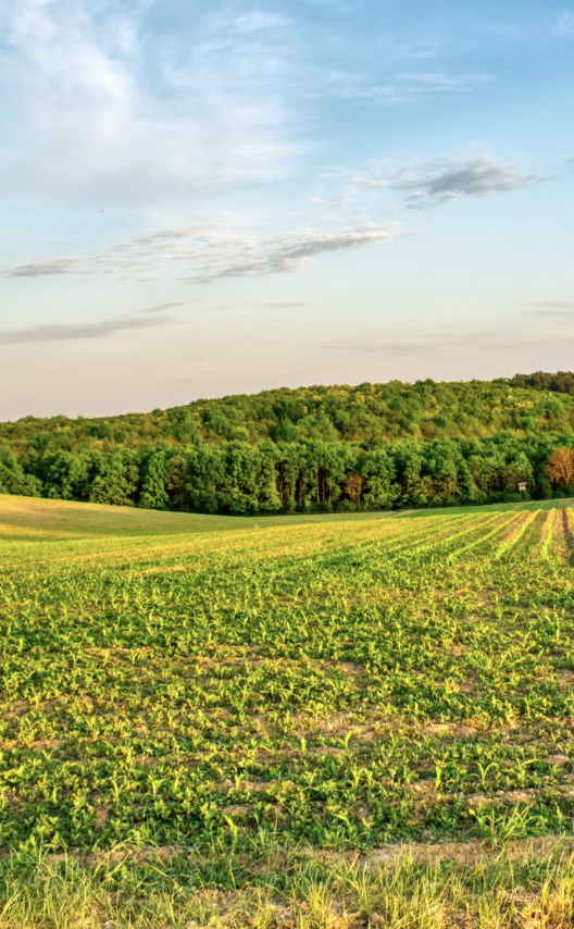 A sunny agricultural field